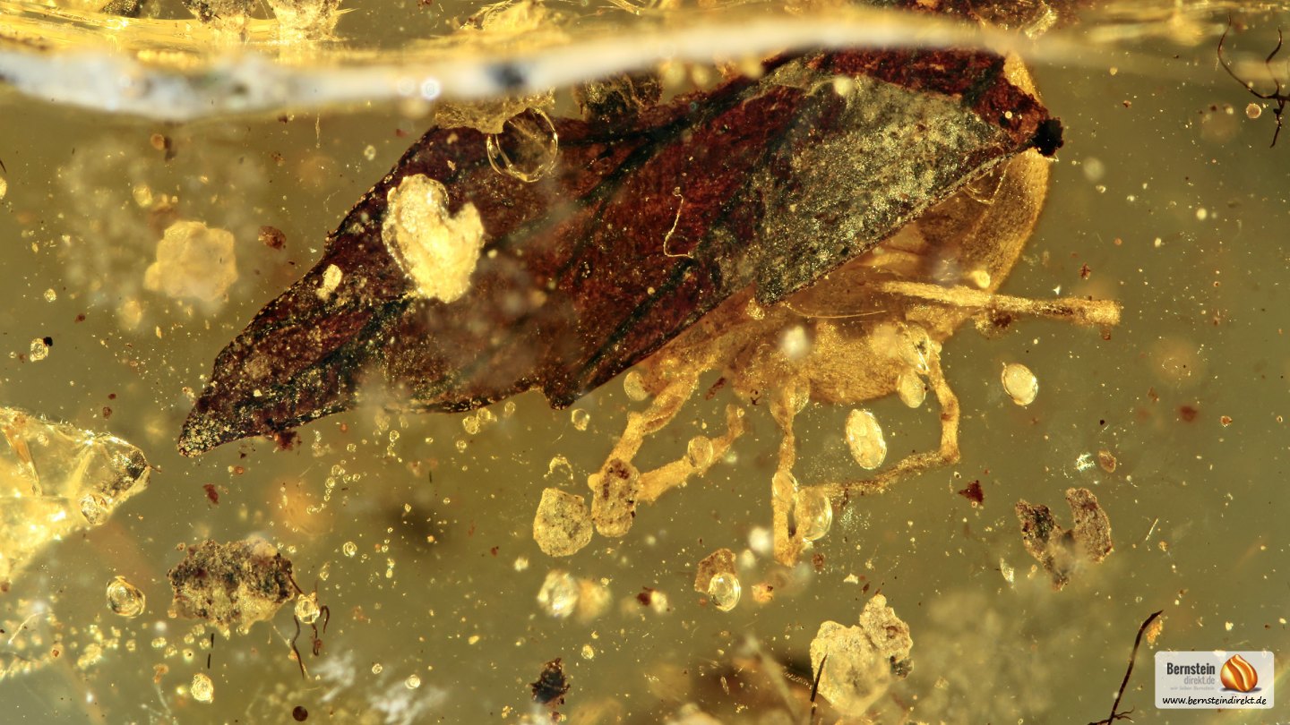 Große Zecke als Rarität! Zecke, Blatt, Käfer und weitere Einschlüsse im ...